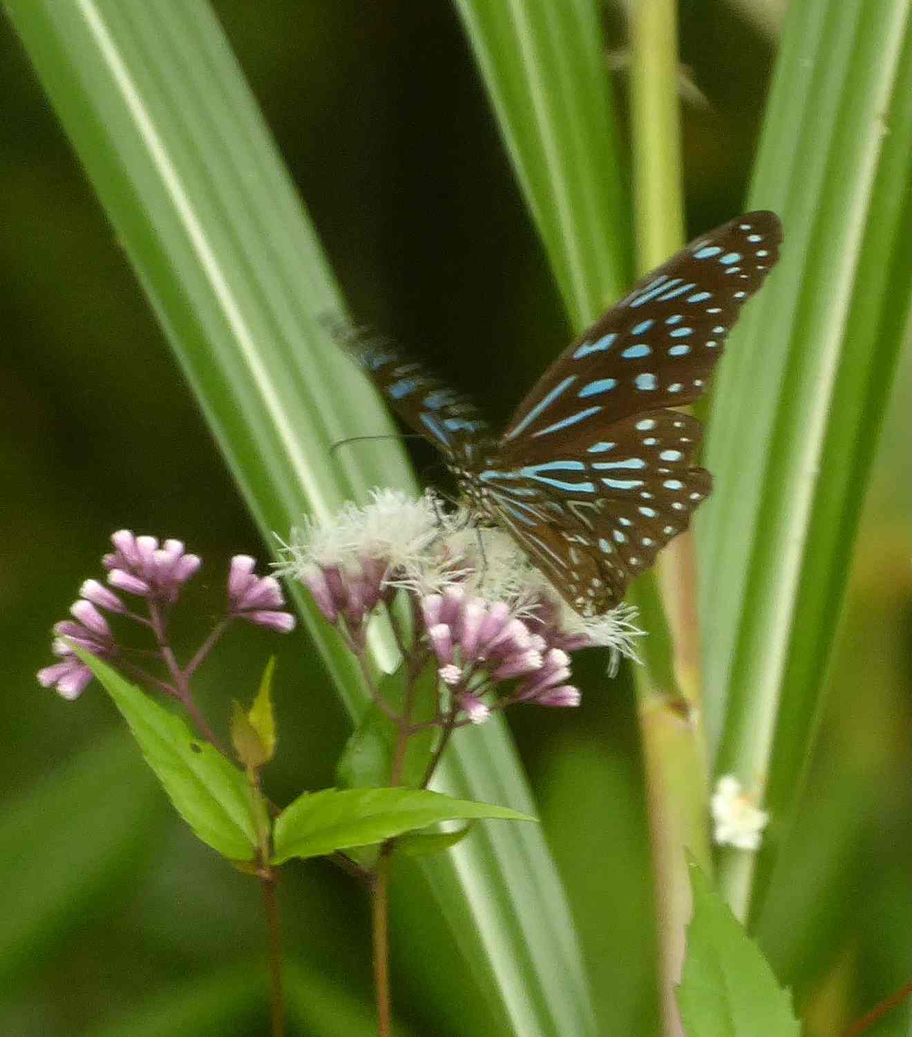 Tirumala septentrionis Tirumala septentrionis